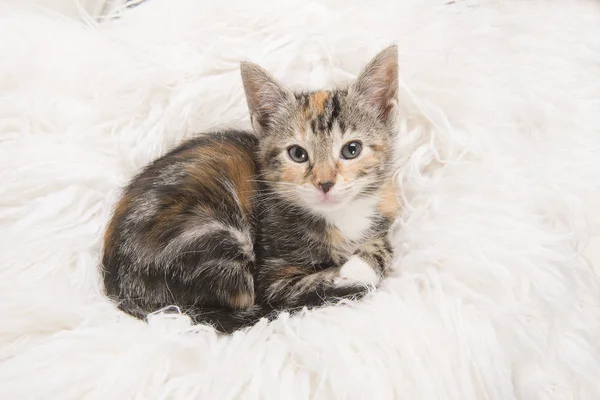 Cute tortoiseshell baby cat lying down and looking up on a white fur blanket — Stock Photo, Image