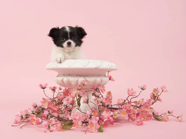 Černé a bílé štěně Čivavy v bílý Květináč s růžovými květy — Stock fotografie
