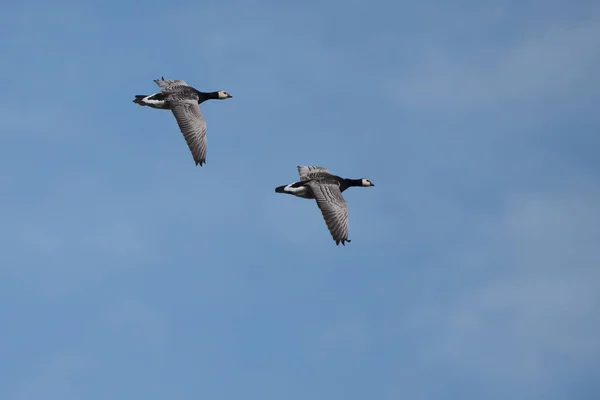 Two flying canadian goose on a blue sky