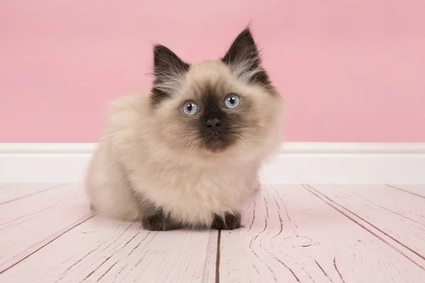 Söt rag doll katt med blå ögon i en rosa studio vardagsrum inställning — Stockfoto