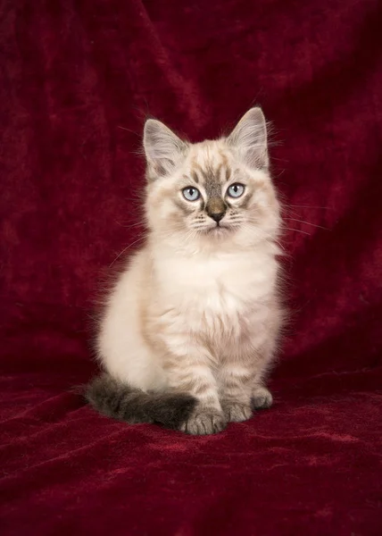 Jolie poupée bébé chaton aux yeux bleus assis sur un fond uni en velours bordeaux — Photo