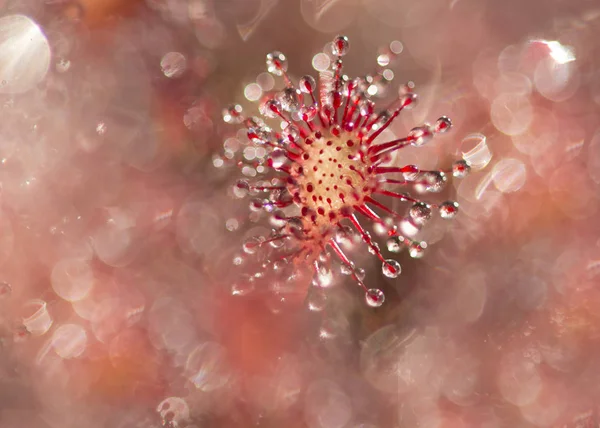 Sundew plant close up seen from above surrounded by bokeh — Stock Photo, Image