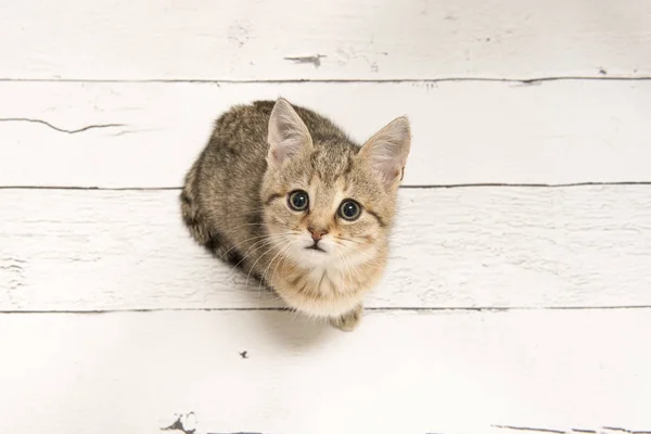 Niedliche gestromte junge Katze, die aus einem hohen Blickwinkel auf einem weißen Holzhintergrund nach oben schaut — Stockfoto