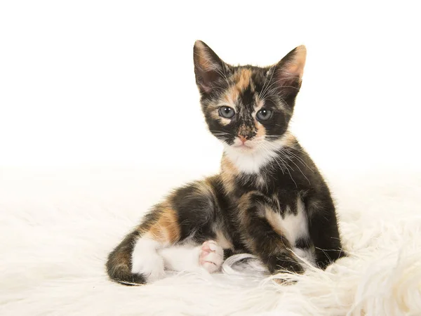 Cute tortoiseshell baby cat lying down and looking up on a white background — Stock Photo, Image