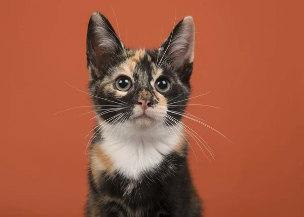 Porträt einer Schildpatt-Katze, die auf einem orangefarbenen Hintergrund aufblickt — Stockfoto