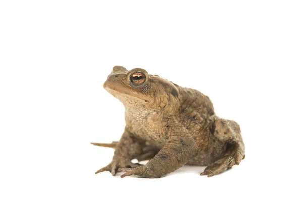 Side view of a toad on a white background — Stock Photo, Image