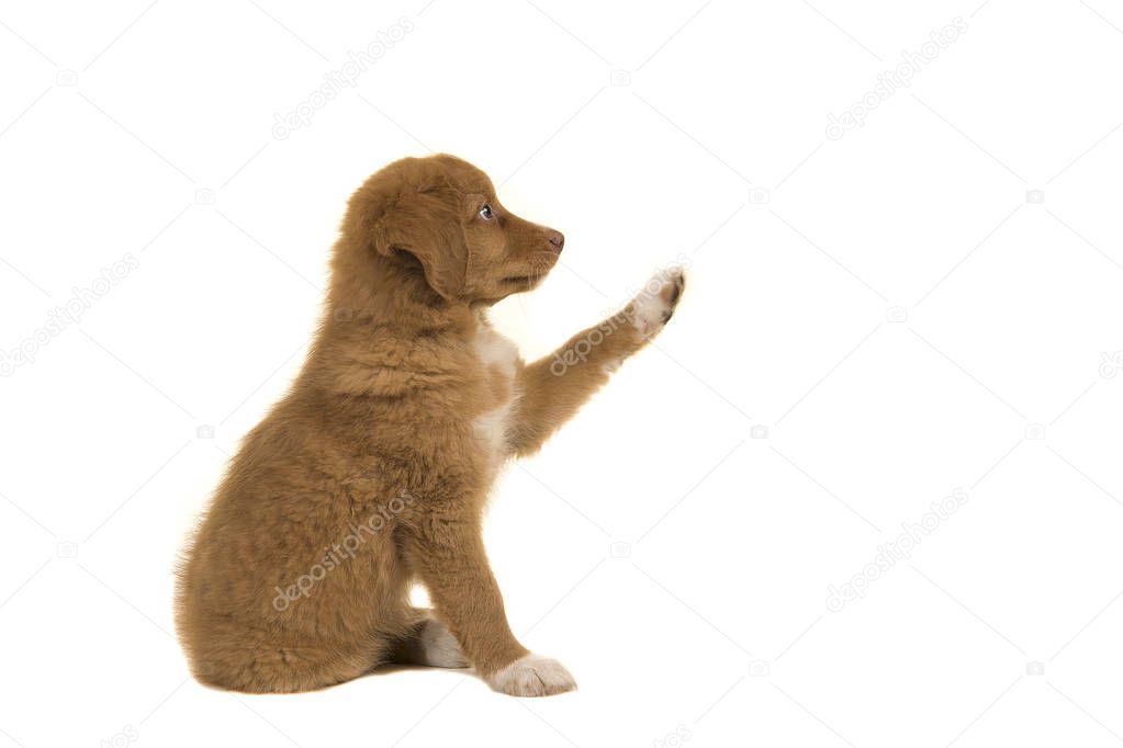 Tolling retriever puppy seen from the side giving a high five