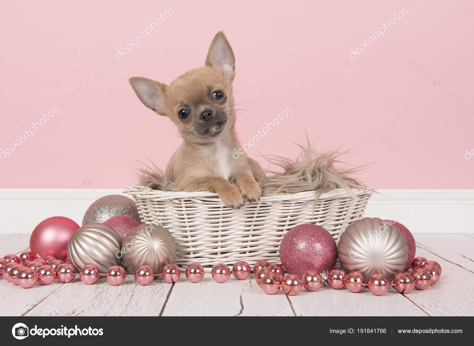 silver chihuahua puppies