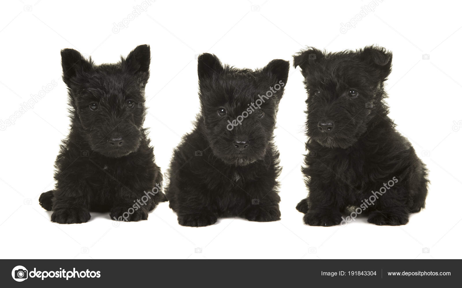 black highland terrier puppies
