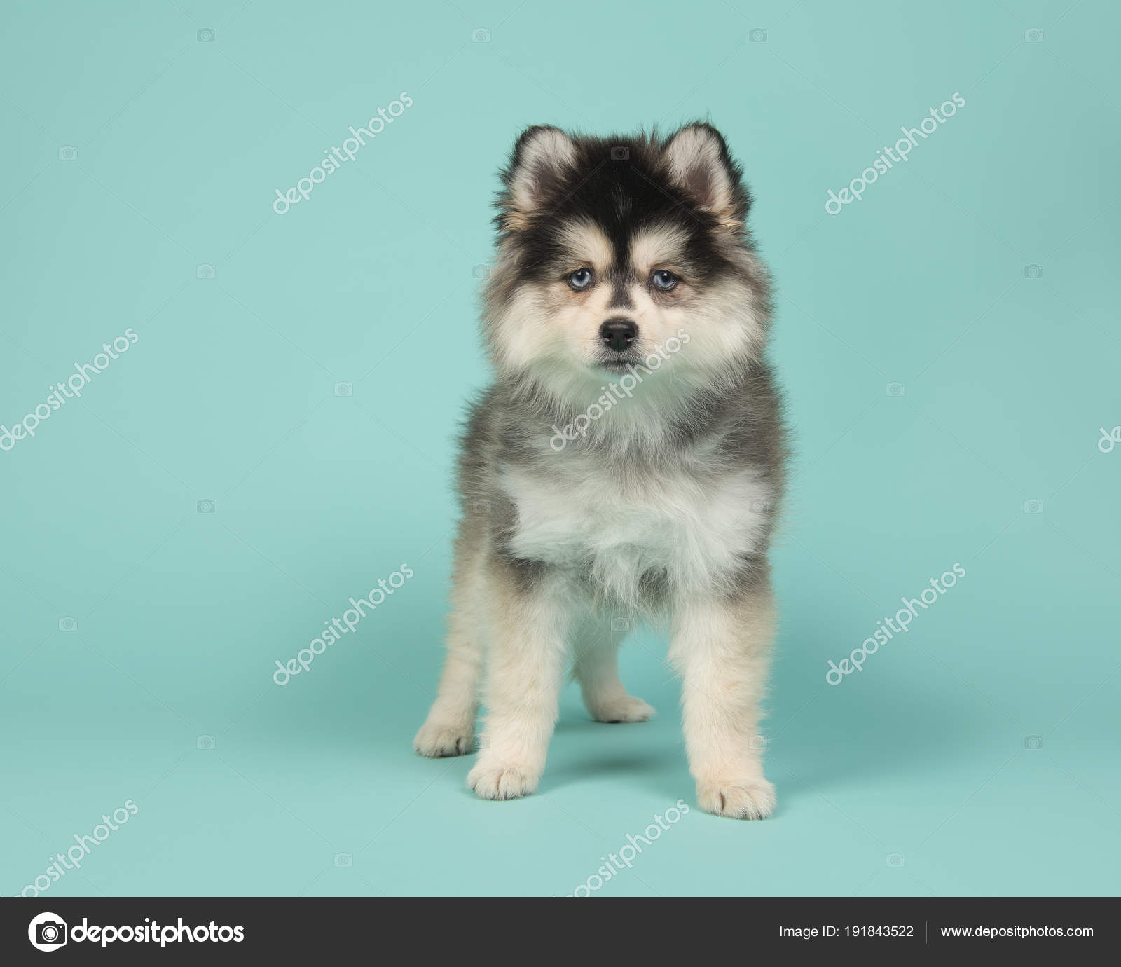 Mini Pomeranienne Images Libres De Droit Photos De Mini Pomeranienne Depositphotos Mini Pomeranienne Images Libres De Droit Photos De Mini Pomeranienne Depositphotos