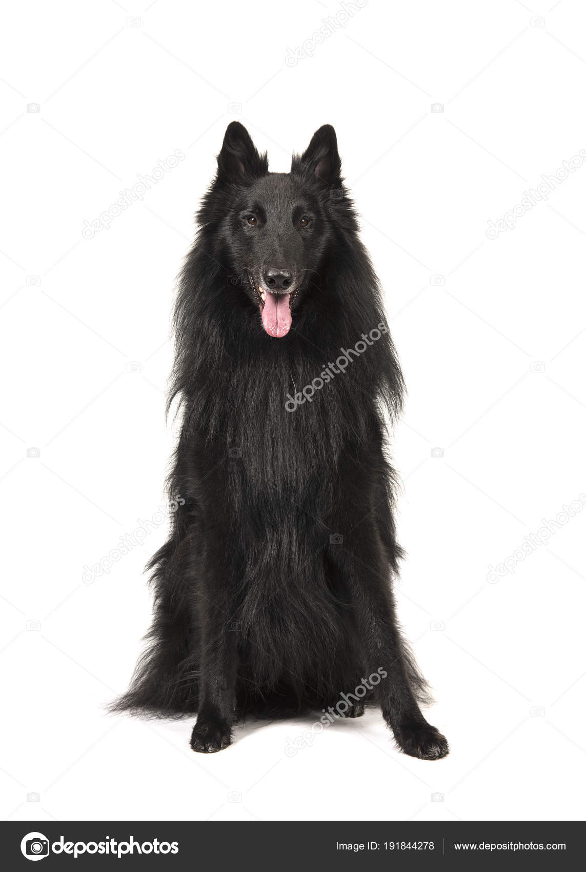Pretty Long Haired Black Belgian Shepherd Dog Called