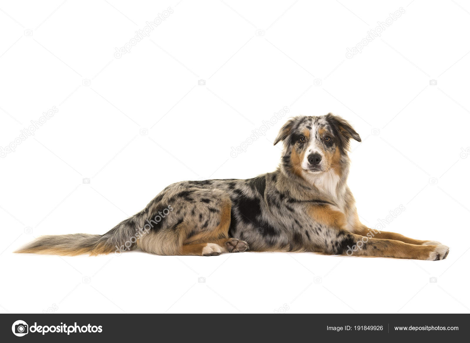 Bastante acostado azul merle australiano pastor perro visto desde el lado —  Foto de stock #191849926 © Miraswonderland, image size:1600x1167