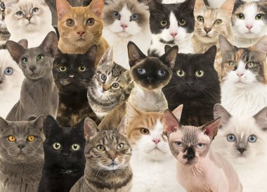 Kedi Portreler