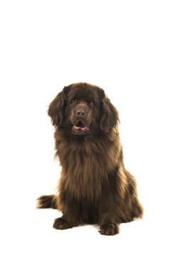 Beyaz bir arka plan üzerinde izole kamera bakarak kahverengi newfoundland köpek oturan