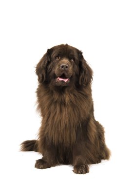 Beyaz bir arka plan üzerinde ararken köpek izole kahverengi newfoundland oturan