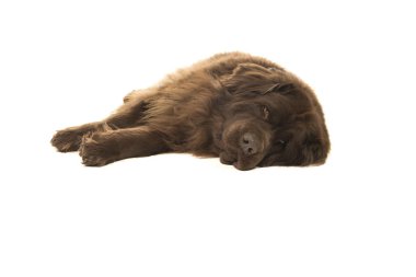 Beyaz bir arka plan üzerinde zemine uzanarak kahverengi newfoundland köpek