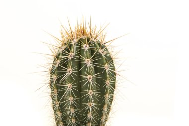 Beyaz zemin üzerine yeşil kaktüs armut kaktüs 