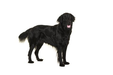 Siyah flatcoat retriever köpek ayakta beyaz bir arka plan üzerinde izole