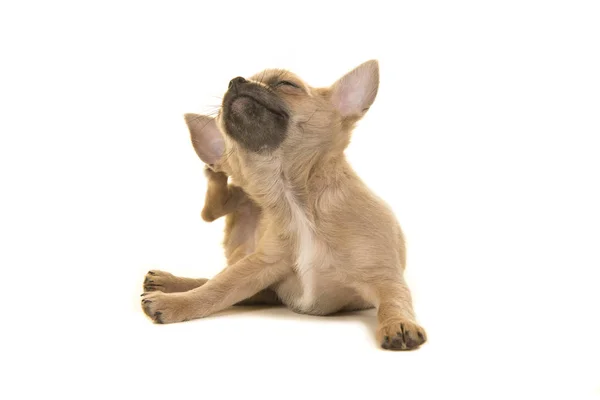 Chihuahua puppy dog cratching itself — Stock Photo, Image