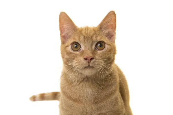 Τζίντζερ γάτα πορτρέτο — Φωτογραφία Αρχείου