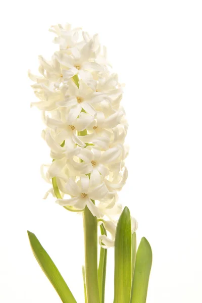 Jacinto de flor branca com folhas verdes isoladas em um fundo branco — Fotografia de Stock