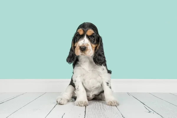 Mignon cocker épagneul chiot assis sur un salon bleu — Photo