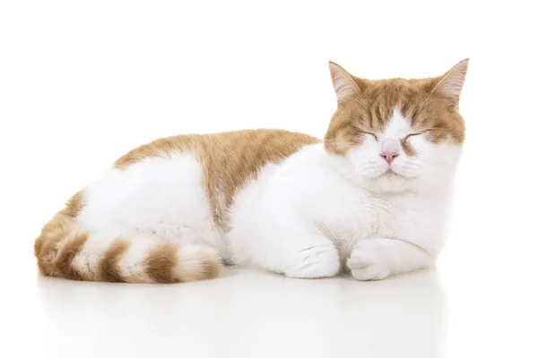 Yan uyuyan üzerinden görülen kırmızı ve beyaz Britanya ile ilgili stenografi kedi — Stok fotoğraf