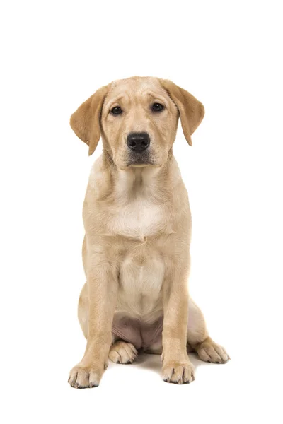 Muito jovem labrador cão recauchutado sentado olhando para a câmera — Fotografia de Stock