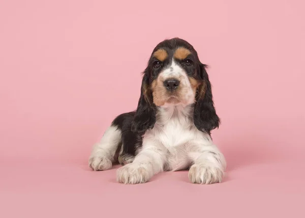 Roztomilý kokršpaněl štěně vleže na růžovém pozadí — Stock fotografie