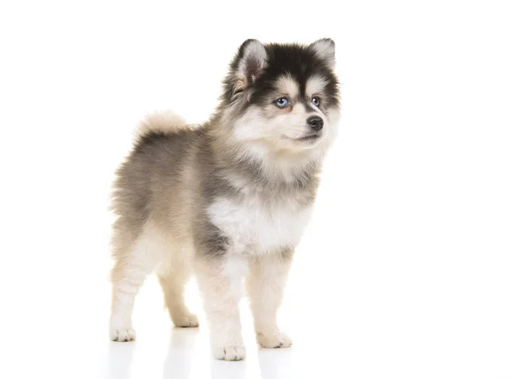 Sevimli pomsky mini husky yavrusu ayakta