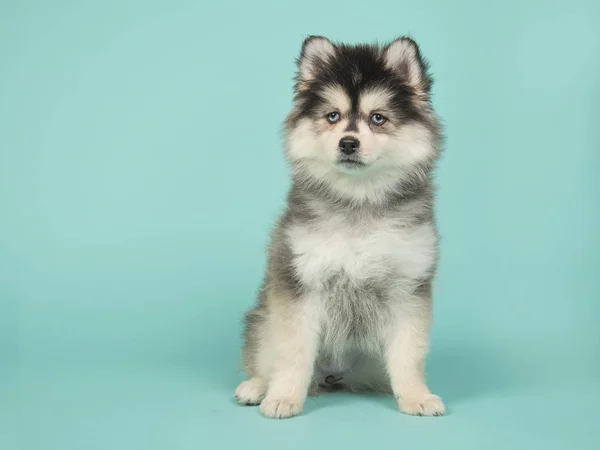 Lindo cachorro pomsky sentado sobre un fondo azul turquesa —  Fotos de Stock