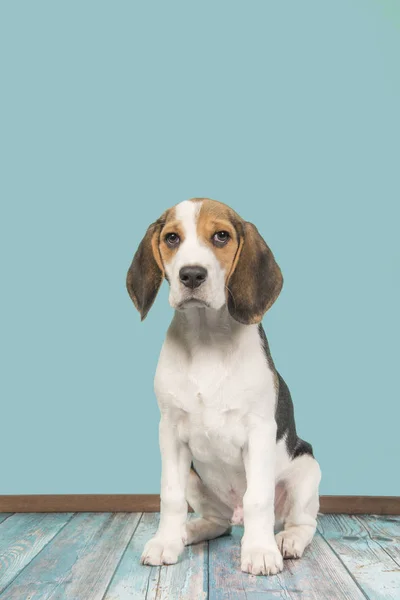 Niedliche Beagle Welpe Hund sitzt in der Kamera in einem blauen Studio Wohnzimmer Einstellung — Stockfoto