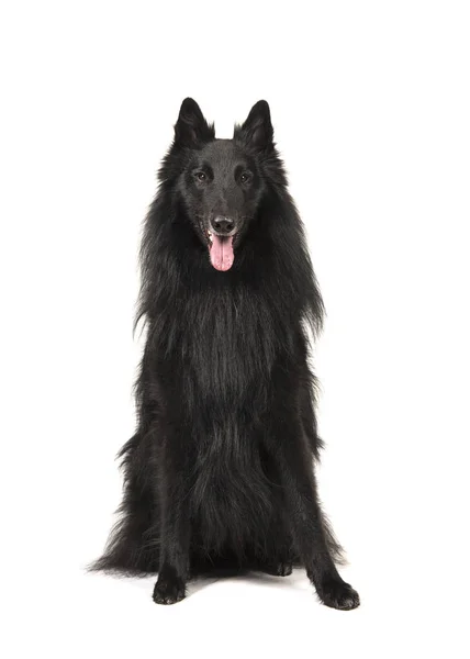 Αρκετά μακριά μαλλιά μαύρα Βέλγικος Ποιμενικός Σκύλος ονομάζεται groenendael — Φωτογραφία Αρχείου