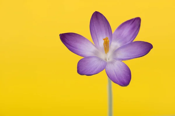 Flor de azafrán púrpura sobre un fondo amarillo — Foto de Stock