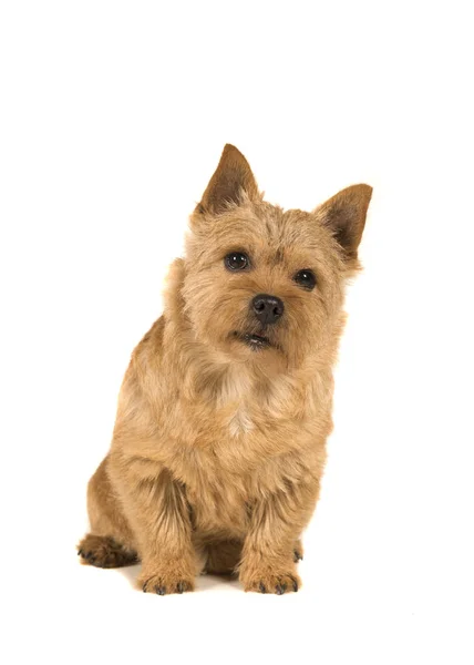 Bonito norwich terrier sentado e olhando para a câmera — Fotografia de Stock