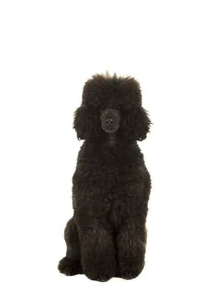 Grey and black sitting king poodle looking at camera isolated on a white background — Stock Photo, Image