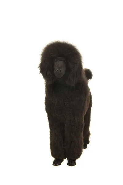 Jovem rei negro poodle de pé e olhando para a câmera vista da frente — Fotografia de Stock