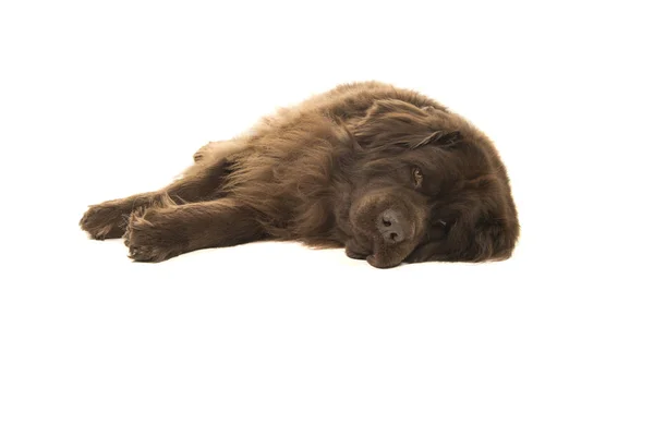 Brown newfoundland anjing berbaring datar di tanah pada latar belakang putih — Stok Foto