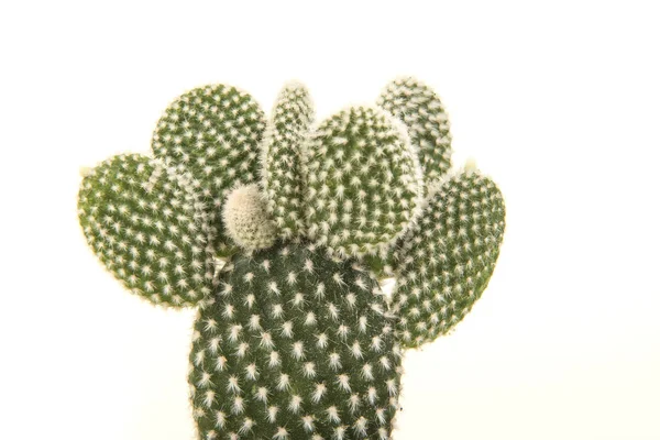 Cactus de pera espinosa aislado sobre un fondo blanco — Foto de Stock