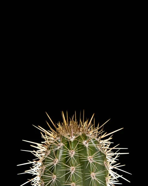 Cacto único verde sobre um fundo preto em uma imagem vertical — Fotografia de Stock