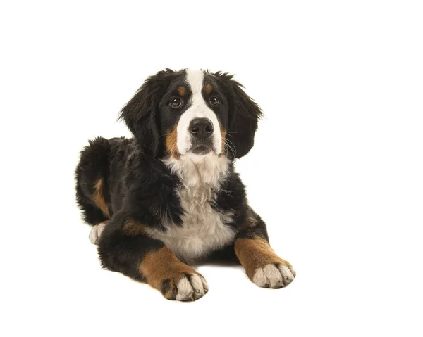 Young bernese mountain dog lying down isolated on a white background — Stock Photo, Image