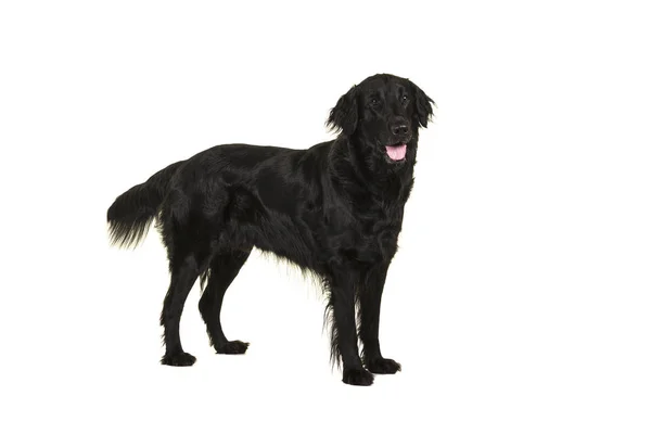 Black flatcoat retriever dog standing isolated on a white background — Stock Photo, Image