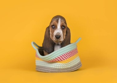 Çok renkli sepet içinde oturan sevimli basset tazı köpek yavrusu