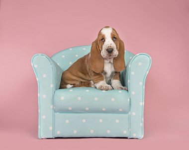 Pembe bir arka plan mavi turquois sandalyede oturan sevimli kahverengi ve beyaz basset tazı köpek yavrusu