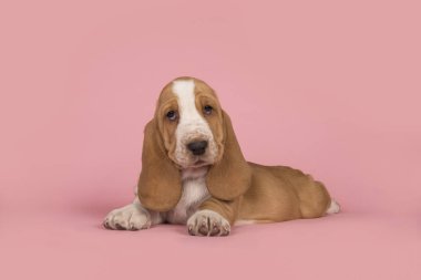 Sevimli pembe bir arka plan kahverengi ve beyaz basset tazı köpeklerine aşağı yalan