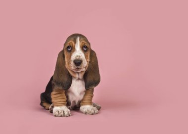 Cepheden gördüm pembe bir arka plan üzerinde oturan sevimli üç renkli basset tazı köpek yavrusu