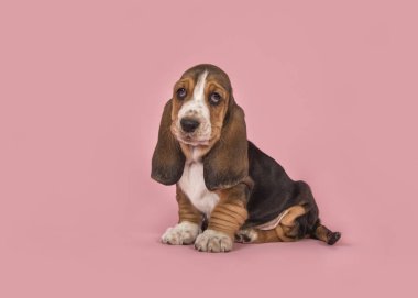 Pembe bir arka plan üzerinde oturan sevimli üç renkli basset tazı köpek yavrusu