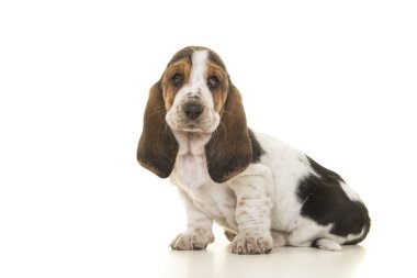 Şirin oturma üç renkli basset tazı köpek yavrusu yandan görülen kamera bakıyor