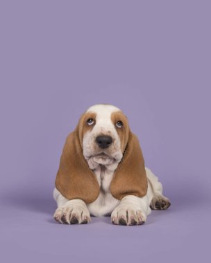Lavanta mor arka plan üzerinde şirin kahverengi ve beyaz basset hound 