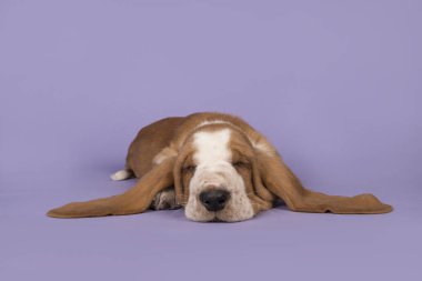 Sevimli uyku kahverengi ve beyaz basset hound lavanta mor arka plan üzerinde